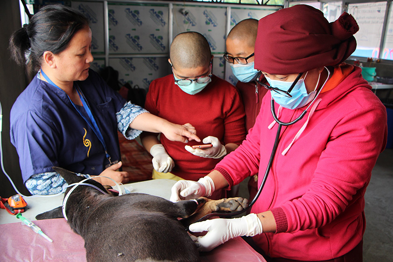 Training  Nuns as Animal First-aiders